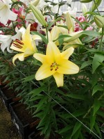 [5190 Outback VWS No01.JPG]